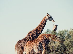 10 incontournables à voir en Afrique du Sud