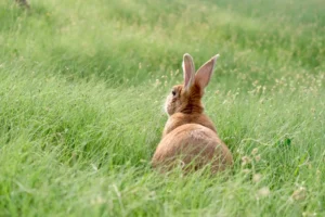 Lapin de Pâques ou cloches, qui apporte les œufs de Pâques ?