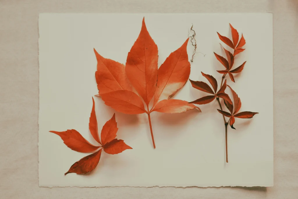 S'occuper en faisant un herbier d'automne