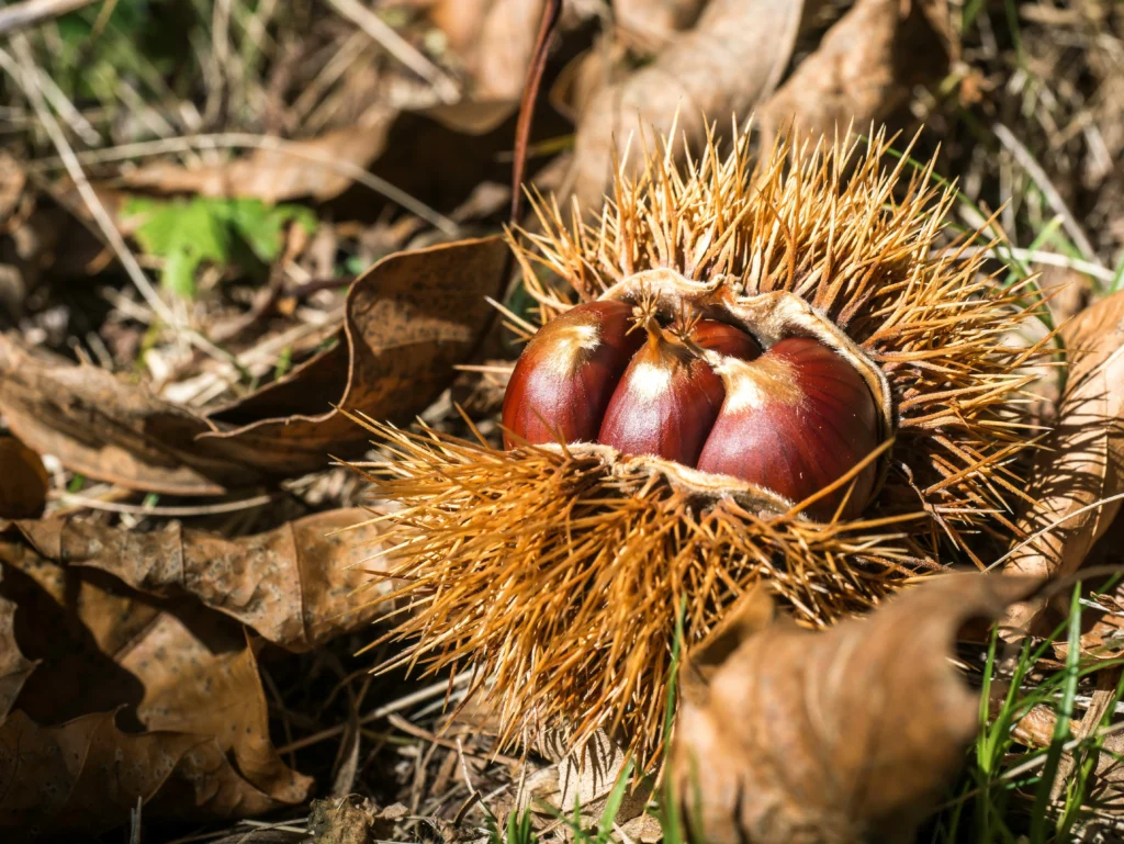 Activité automnale : ramasser des châtaignes