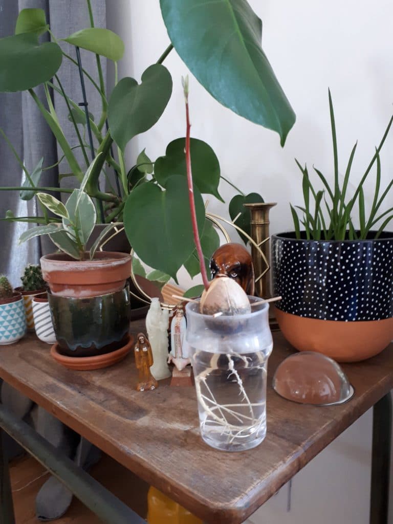 Avocat dans un verre d'eau - Conversation en remote