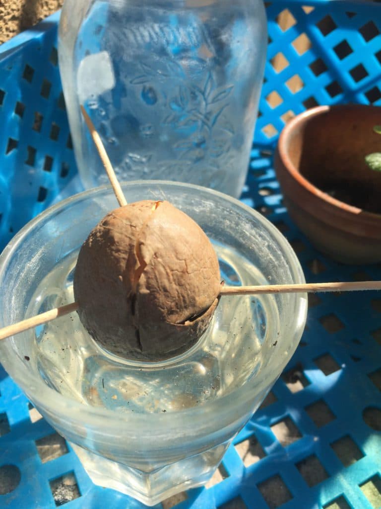 Avocat dans un verre d'eau - Conversation en remote