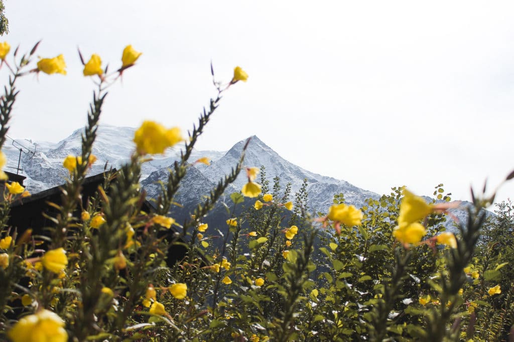 Découverte d'un paysage de montagne au printemps à Chamonix. Montagne avec sommets enneigés et fleurs jaunes. 