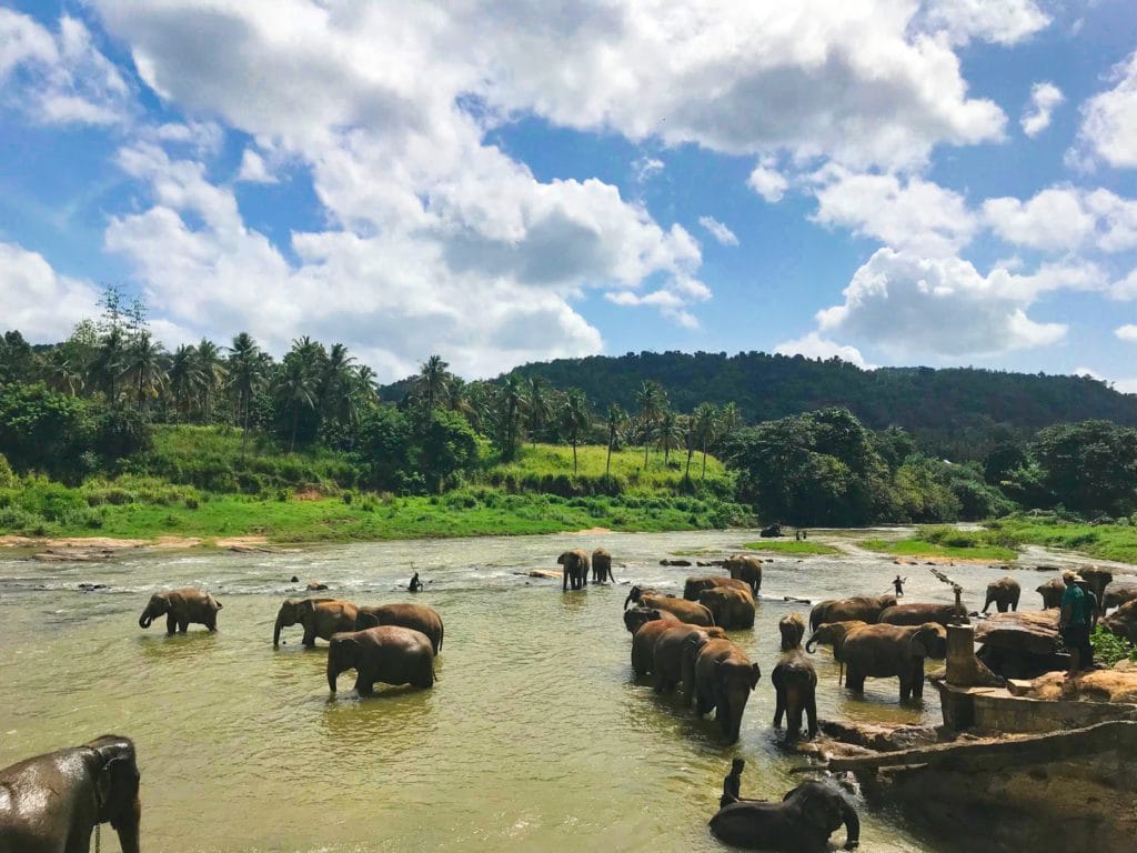 Parc National Yala au Sri Lanka et éléphants se baignant dans une rivière