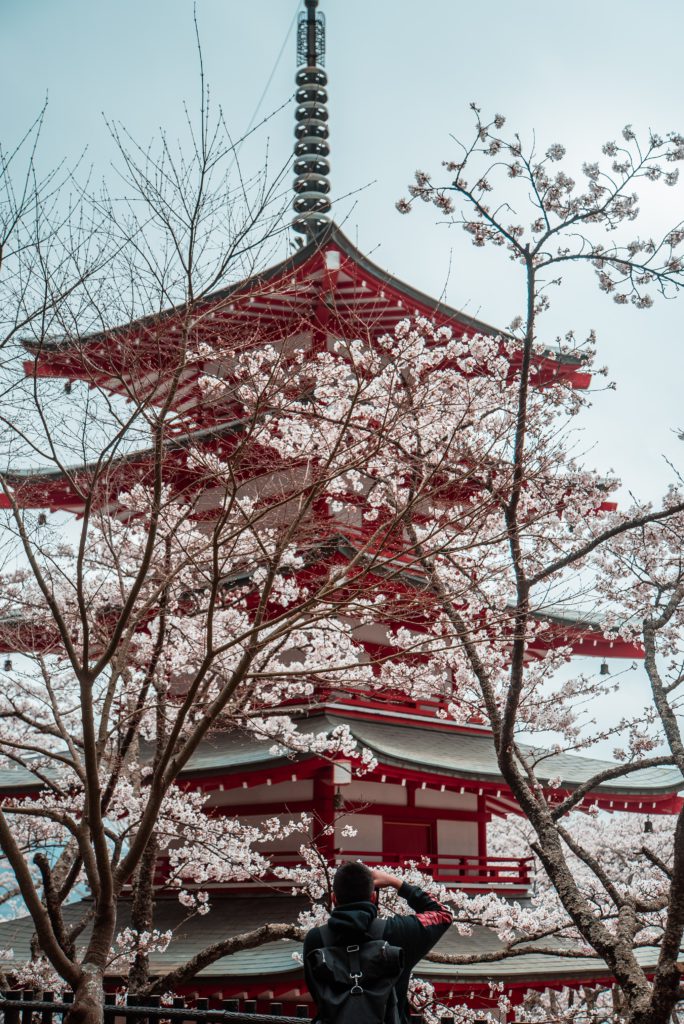 Pagode Chureito avec cerisiers japon