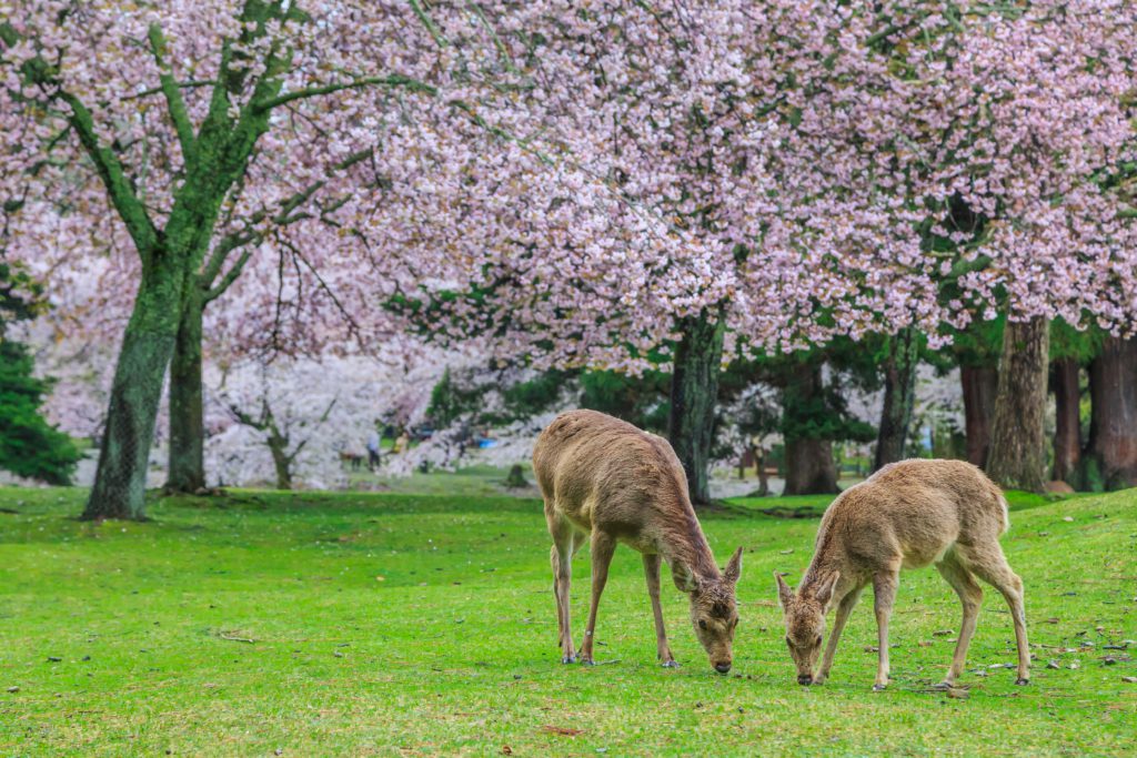 Nara-Hirsche und japanische Kirschbäume