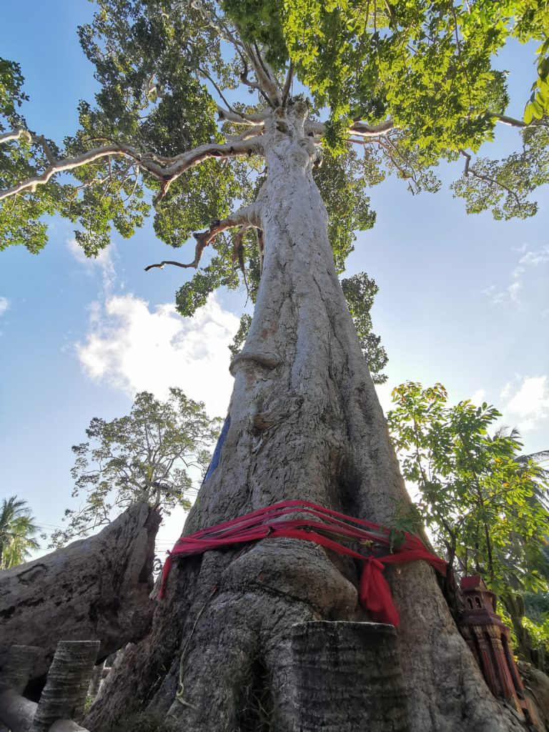 arbre sacre thaïlande