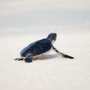 Babyschildkröte am Strand