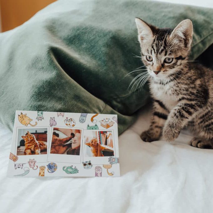 Postkartenkatzen posierten vor einem Kätzchen