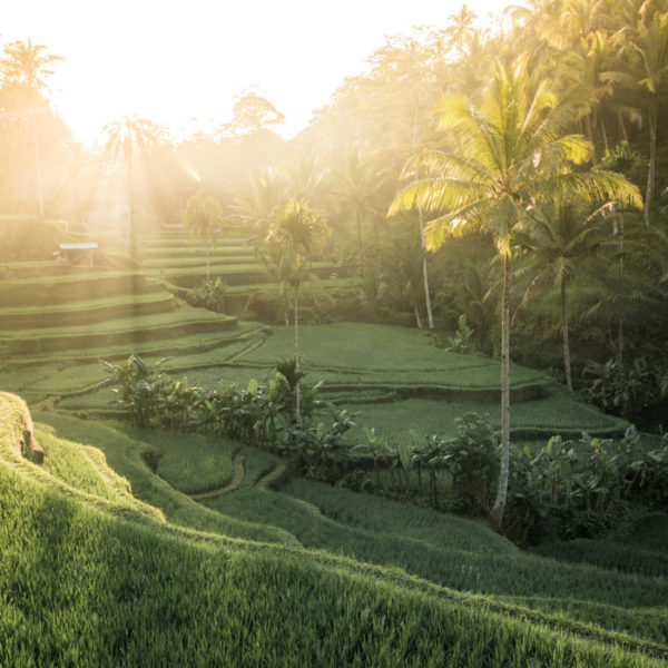 ubud rice field