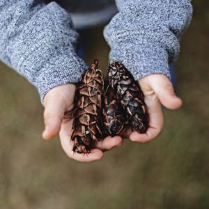 mains d'un enfant tenant des pommes de pin en cadeau pour ses parents