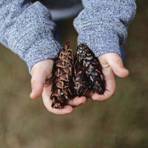 Kinderhände halten Tannenzapfen als Geschenk für Eltern