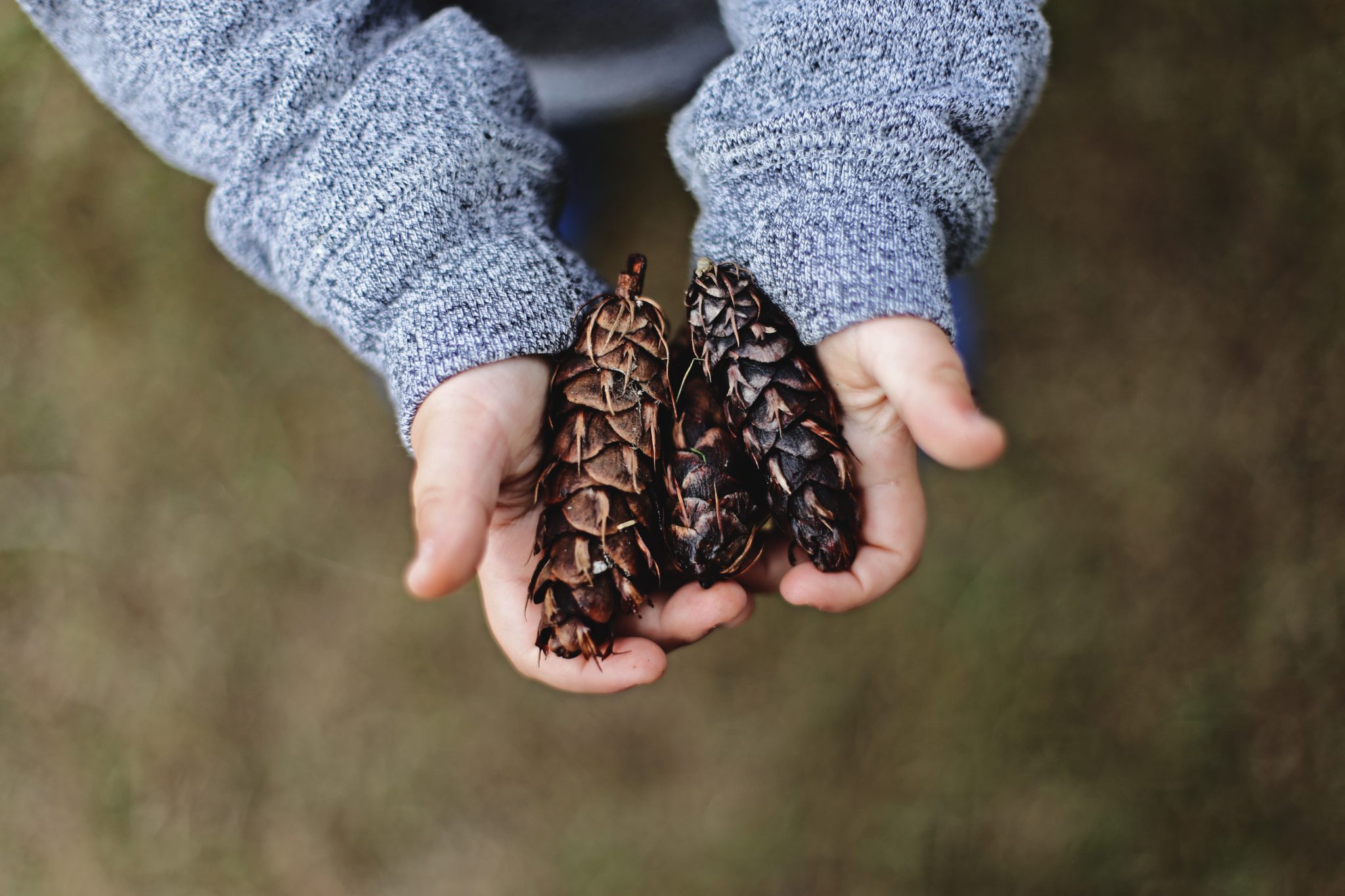 mains d'un enfant tenant des pommes de pin en cadeau pour ses parents