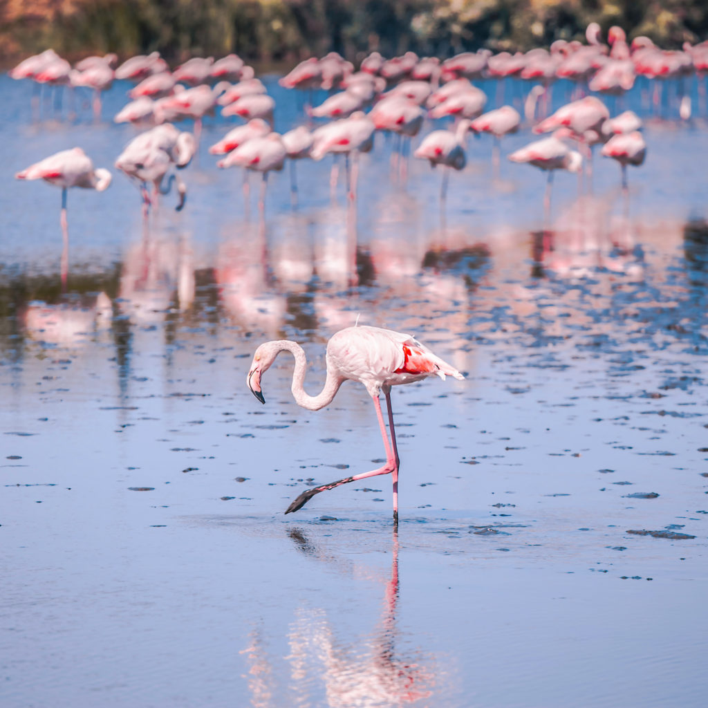 Rosa Flamingos in den Sümpfen der Camargue