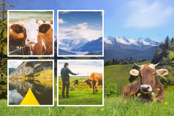 map-auvergne-cow-mosaic