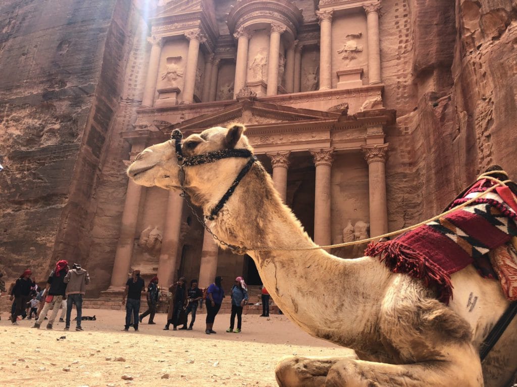 chameau devant petra en jordanie en septembre