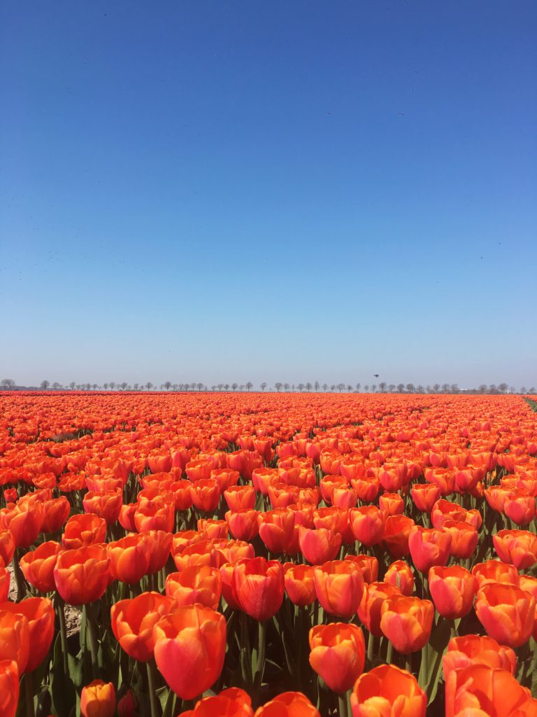 champ de tulipes rouges