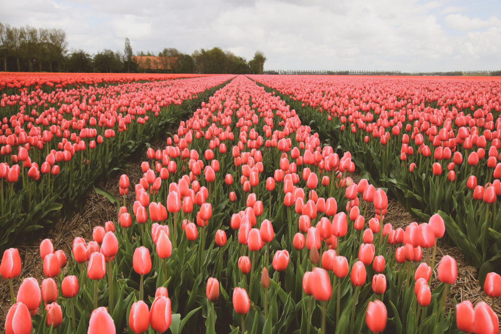 champ de tulipes roses aux Pays-bas