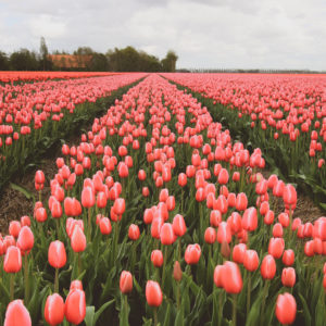 champ de tulipes roses aux Pays-bas