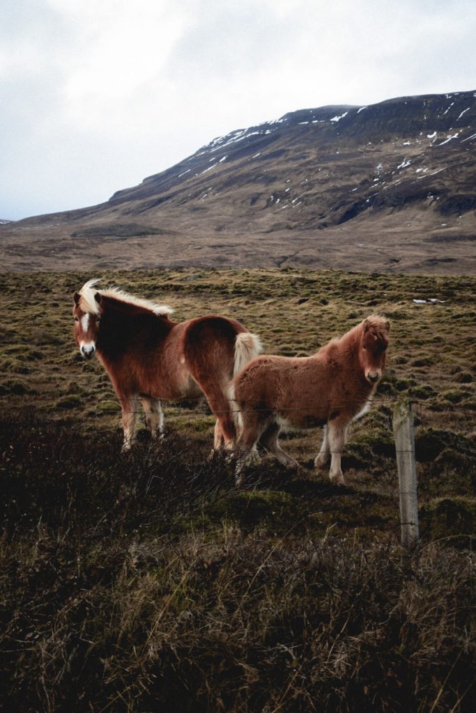 Chevaux islandais