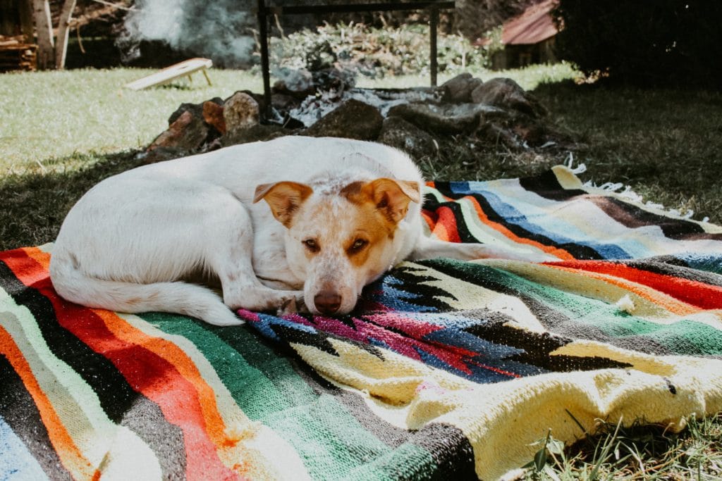 Chien qui lèche la tente et qui vous fait peur la nuit