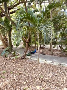 Pfau im Stadtteil Coconut Grove in Miami