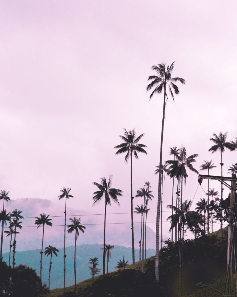 La vallée de Cocora en Colombie par LucieCMP