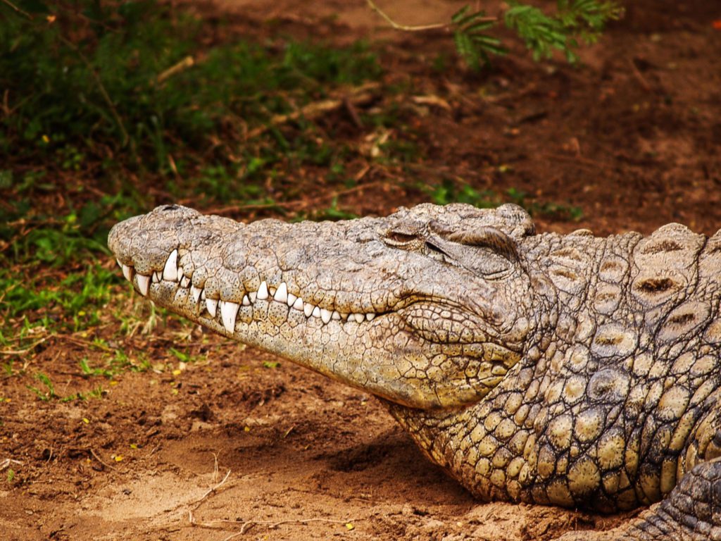 Krokodil im St. Lucia Park