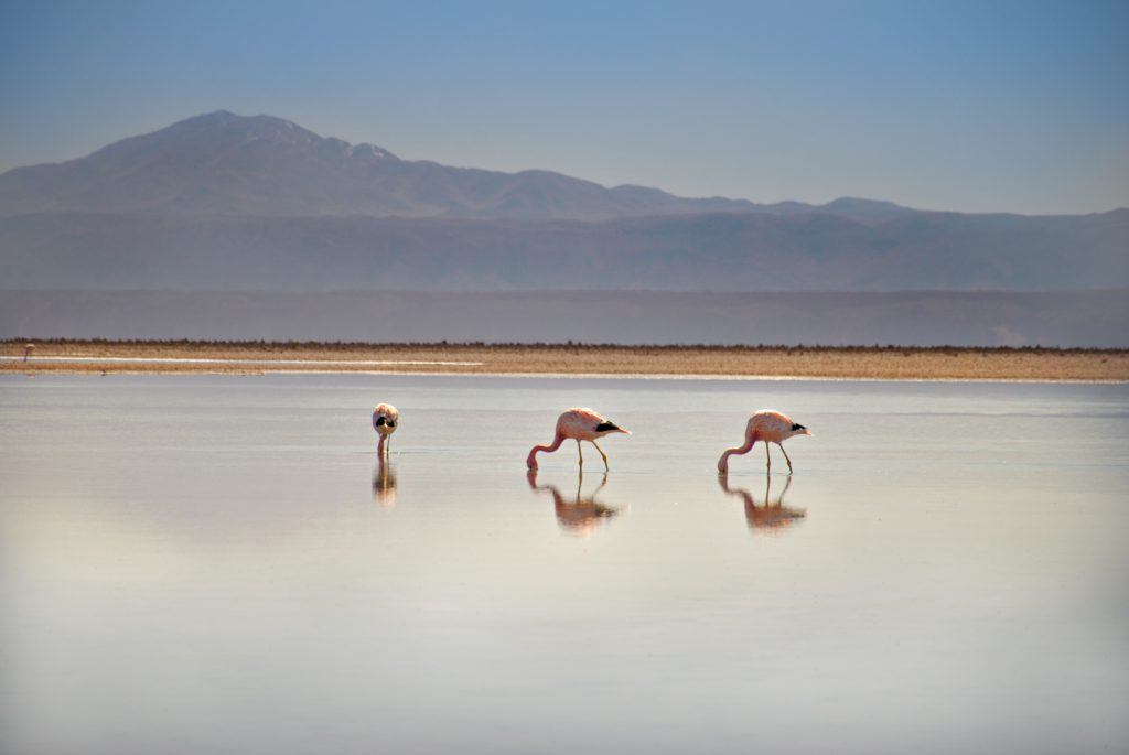 Rosa Flamingos in der Atacama-Wüste, Chile