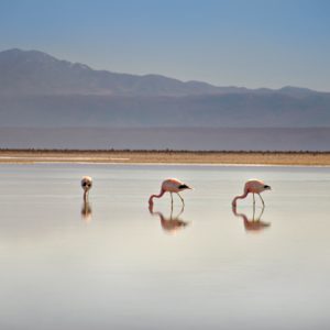 Rosa Flamingos in der Atacama-Wüste in Chile