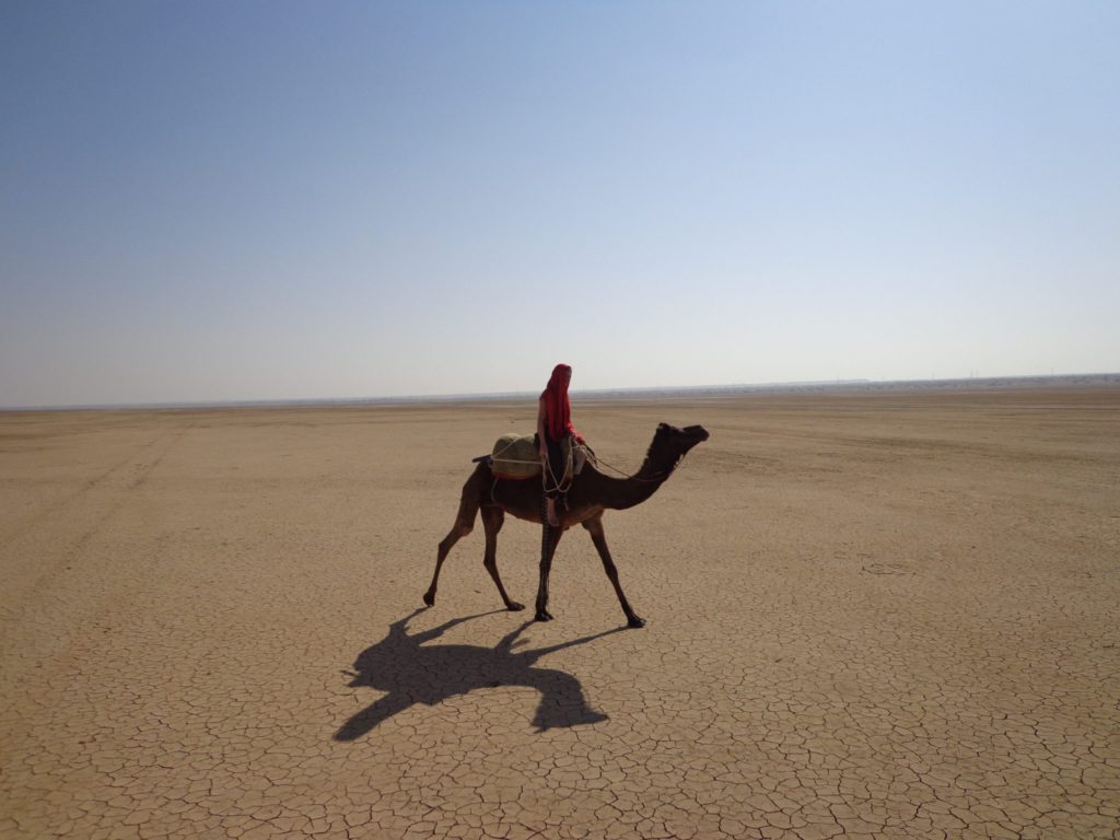 Dromadaire desert du Thar Inde