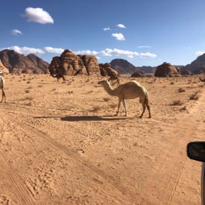 Dromadaires dans le desert de Wadi Rum en jordanie