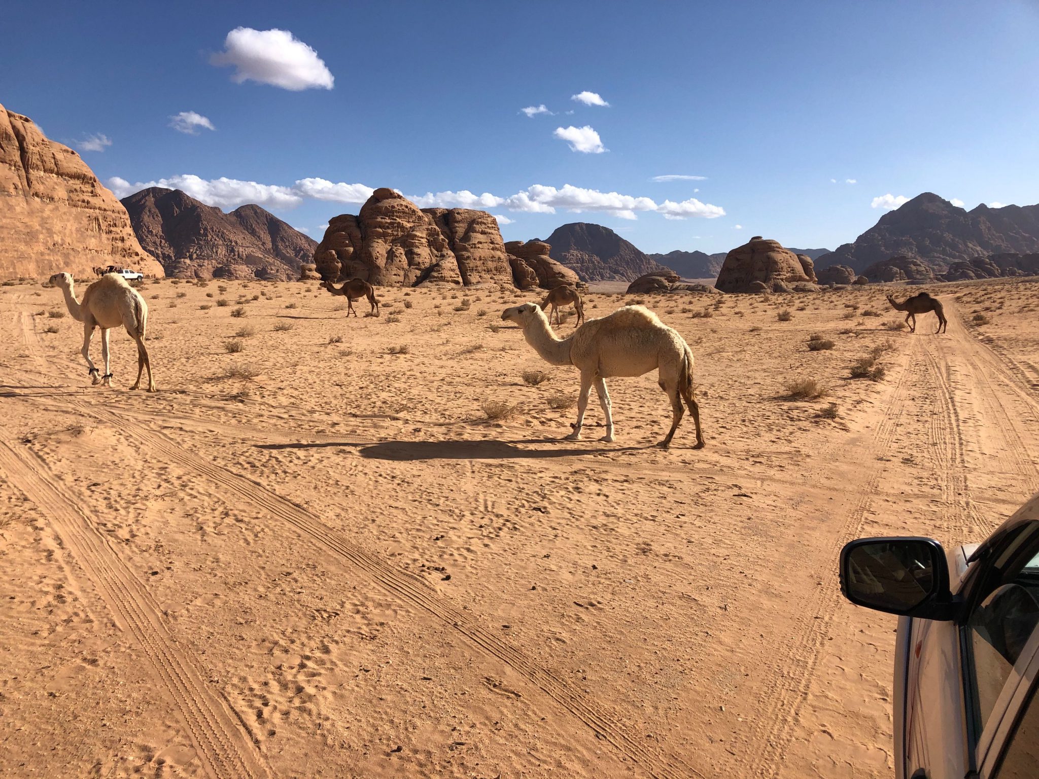 Kamele in der Wüste Wadi Rum in Jordanien