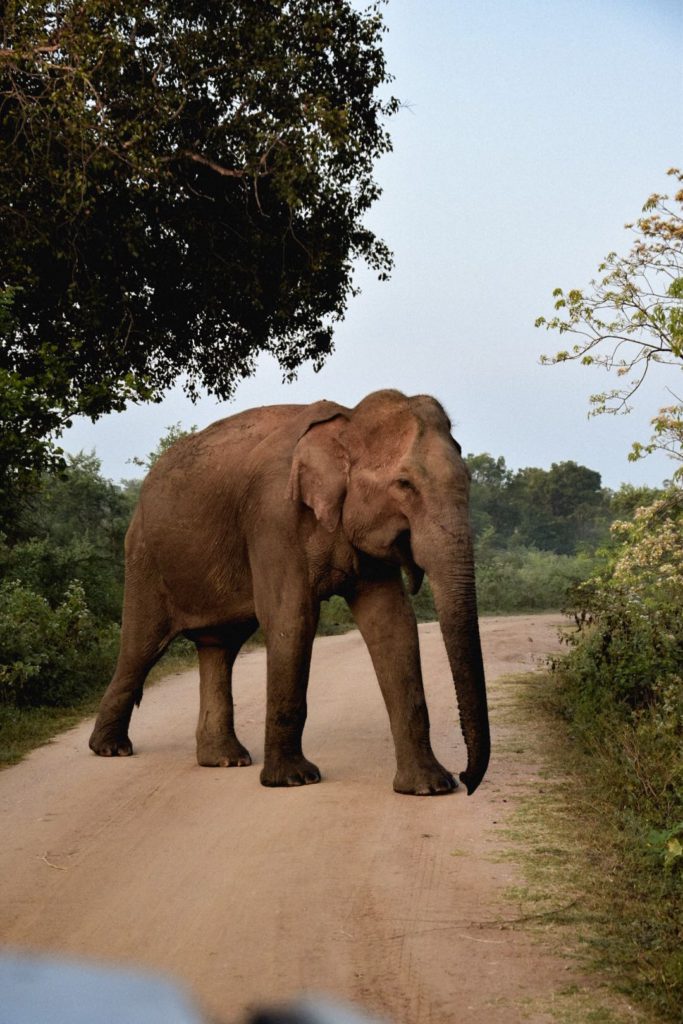 Elephant Uda Walawe National Park Sri Lanka