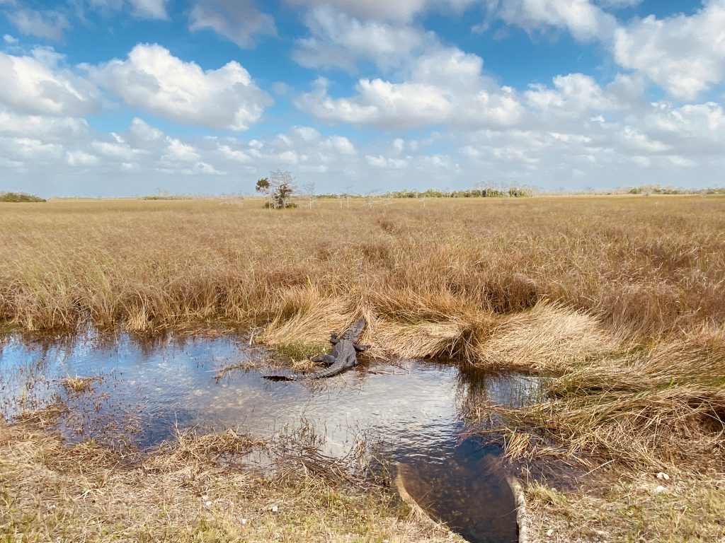 Eau et marecage aux Everglades en Floride