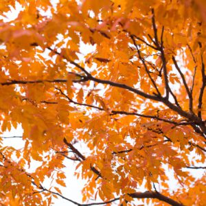 Feuilles orangées de l'été indien