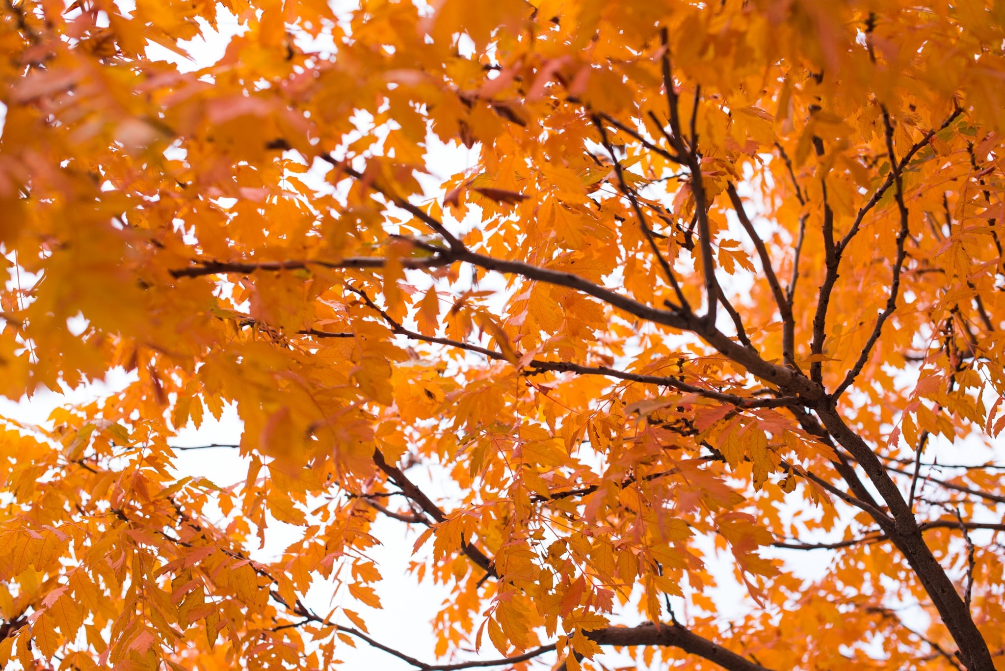 3 Wälder, um die Farben des Altweibersommers in Frankreich zu bewundern