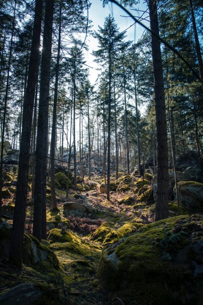 Wald von Fontainebleau, Frankreich