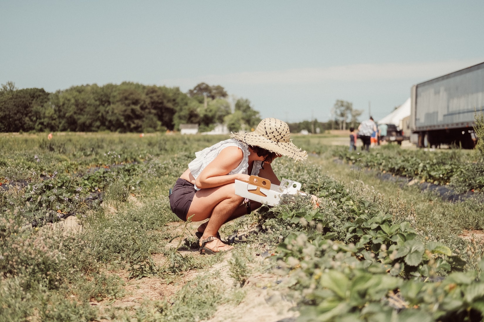 Ramasser des fruits en voyage