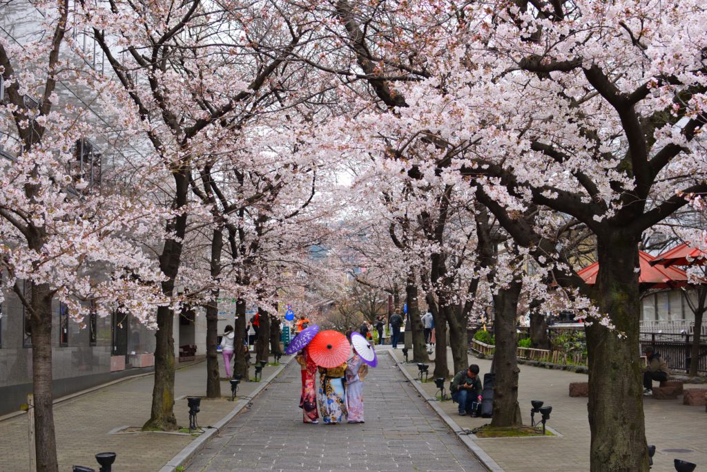 Geishas unter Kirschblüten in Kyoto, Japan