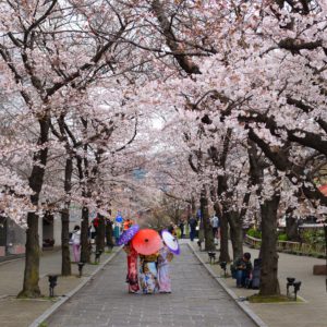 Geishas unter Kirschblüten in Kyoto, Japan