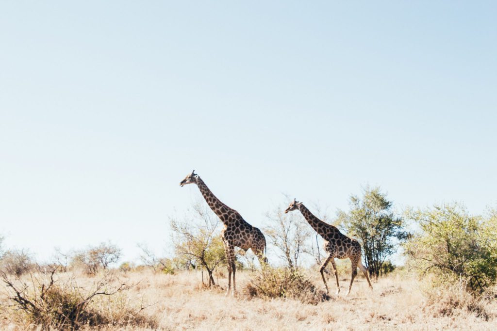 girafes en afrique du sud