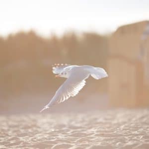 Möwe fliegt im Sommerurlaub über den Strand