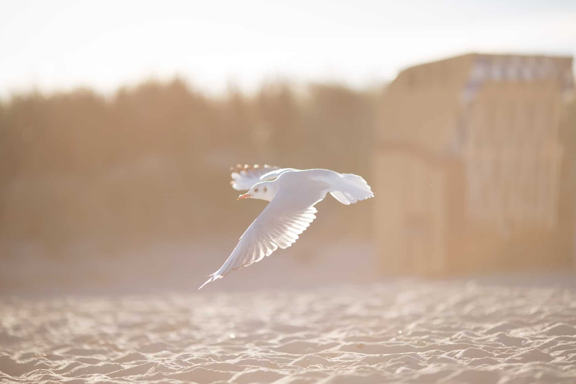 Möwe fliegt im Sommerurlaub über den Strand