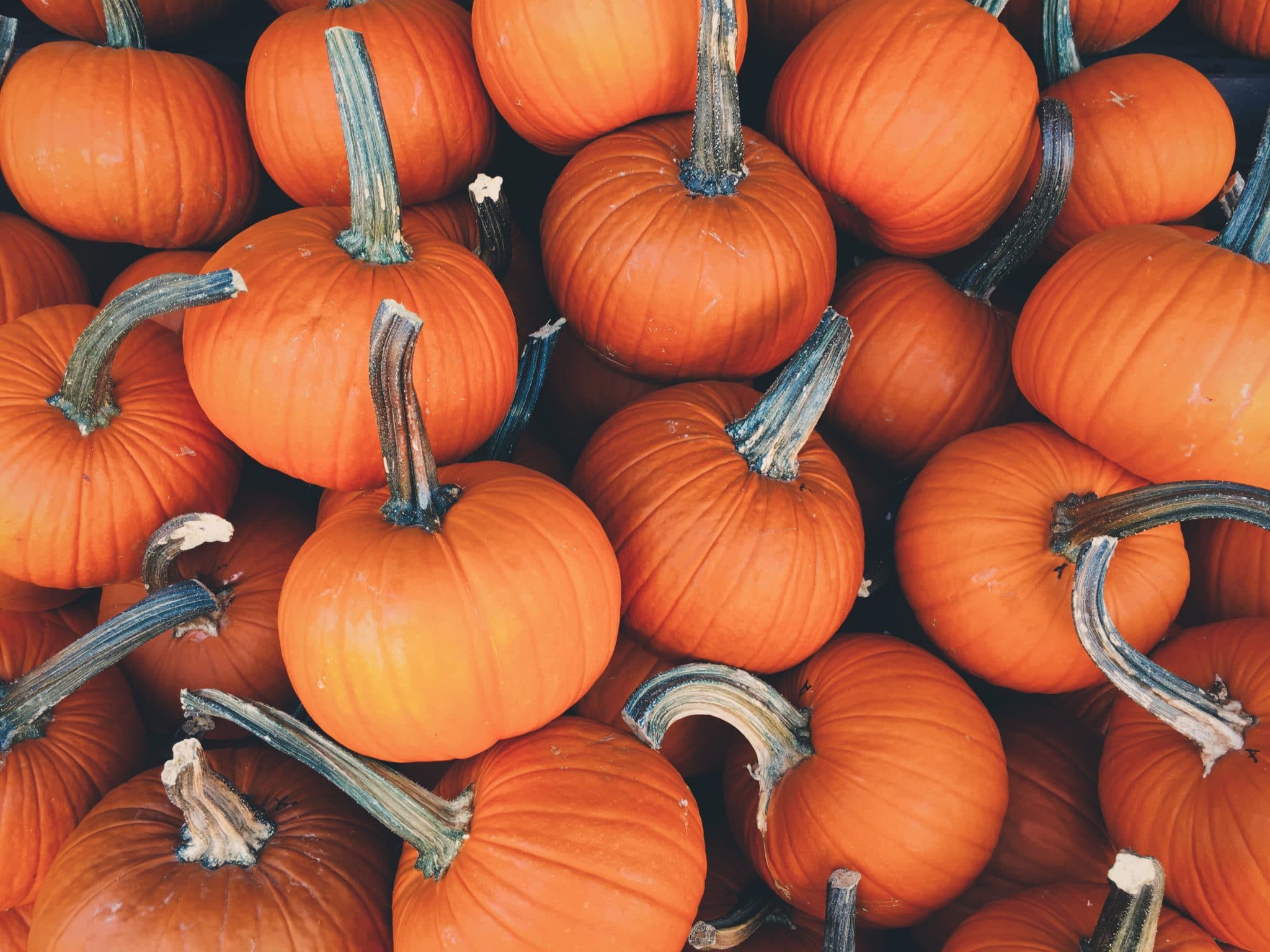 Citrouilles pour Halloween