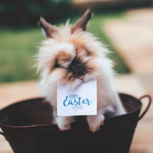 Lapin de Paques signification