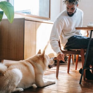 bonnes raisons teletravail avec chien