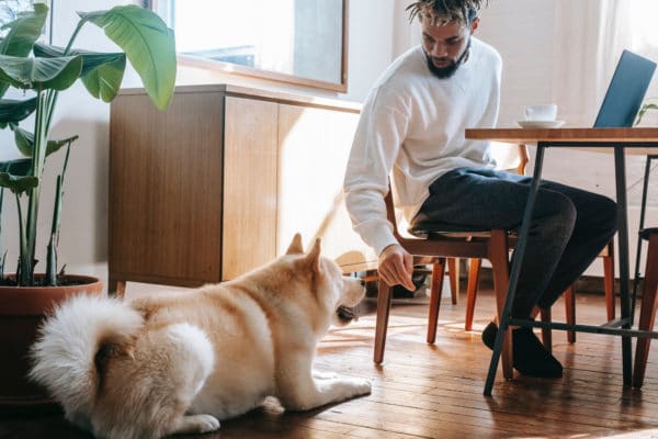 bonnes raisons teletravail avec chien
