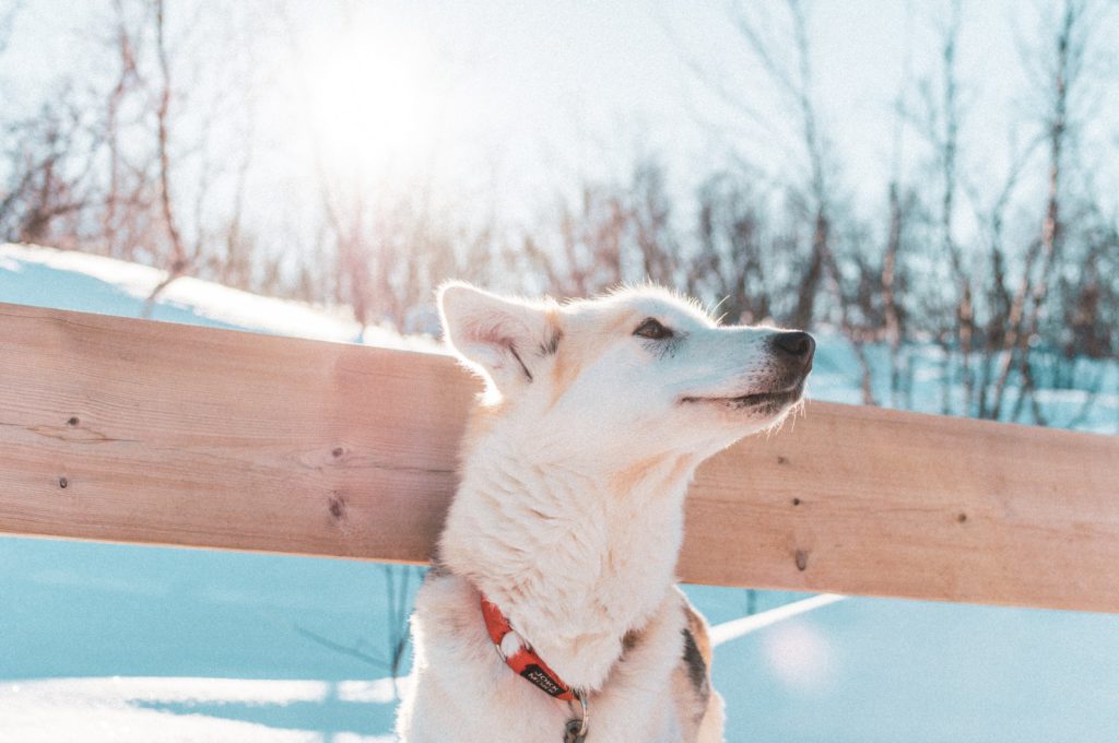 Chien Husky en Laponie