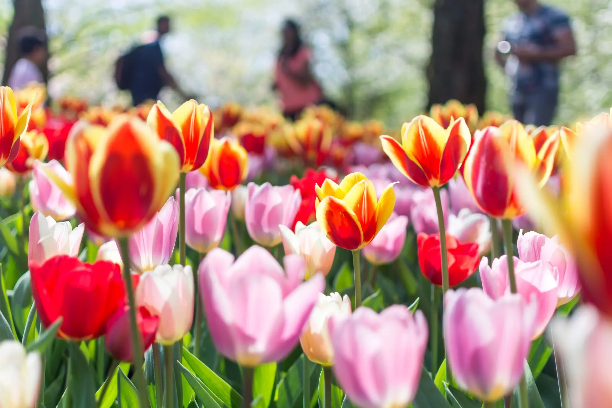 Tulpen im Keukenhof Park Niederlande